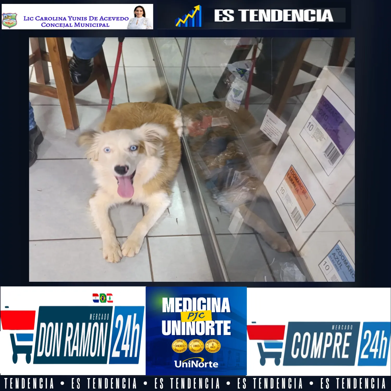 Cambios estacionales: lo que tenés que saber para cuidar a tu mascota