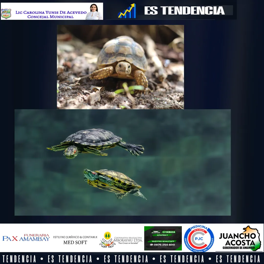 Tortugas terrestres vs. acuáticas: en qué se diferencian y cómo cuidarlas bien