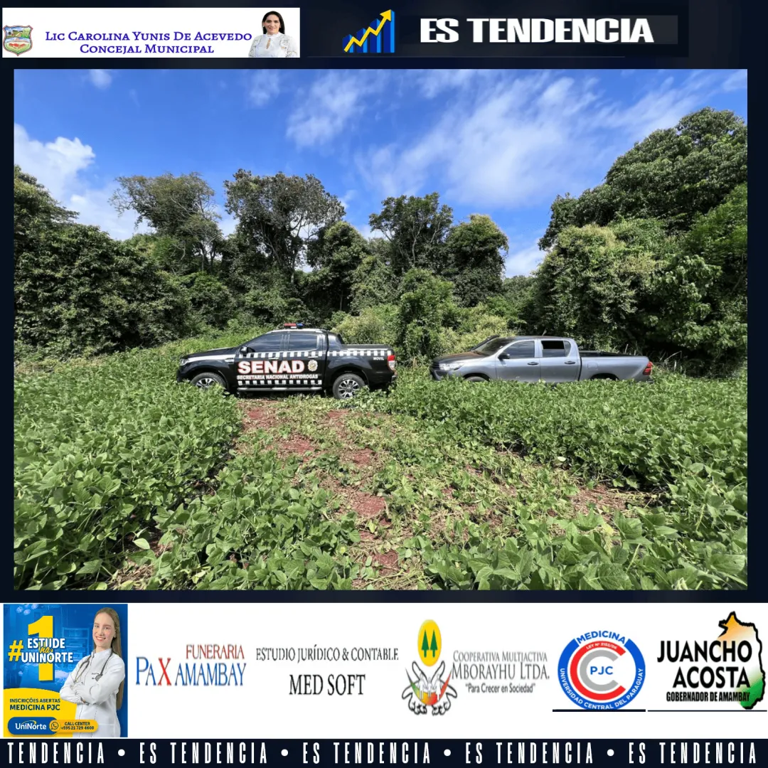 Destruyen Plantación de Marihuana en Reserva Natural de Ciudad del Este.