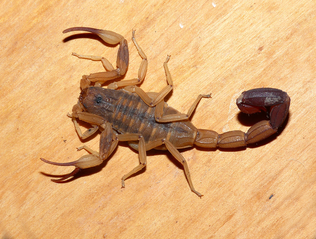 Piden prestar atención por época de picaduras de alacranes