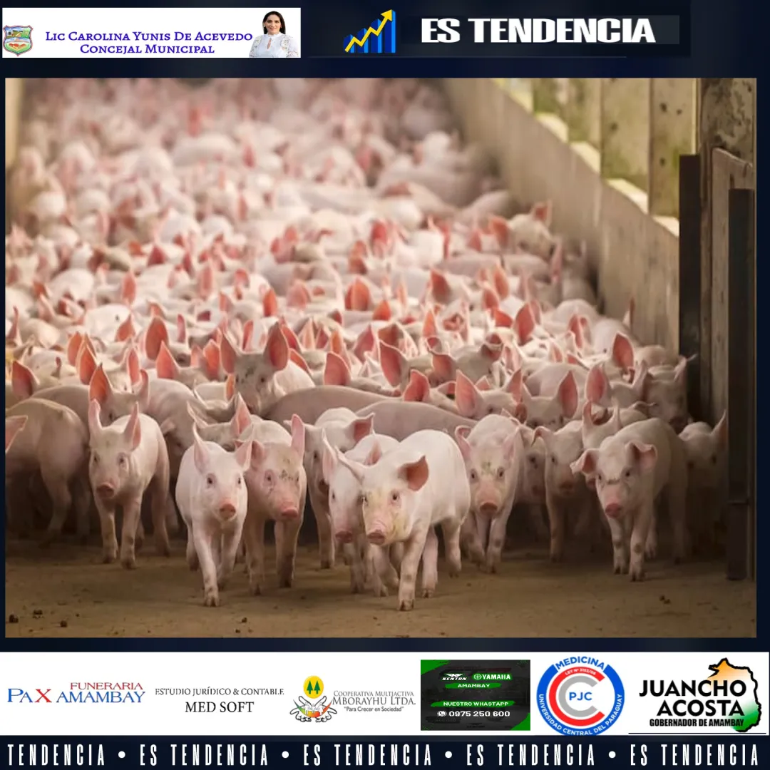 Singapur, próxima escala de la industria porcina paraguaya